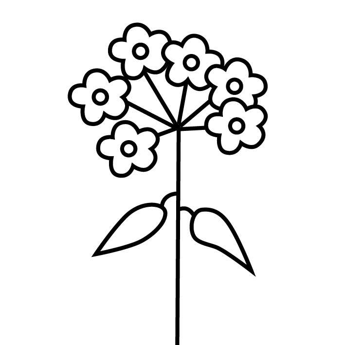 Virág - Mocsári nefelejcs