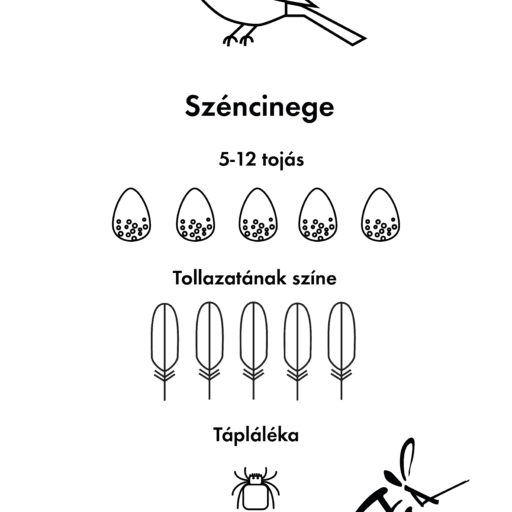 Széncinege